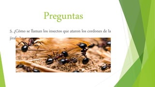 Preguntas
5. ¿Cómo se llaman los insectos que ataron los cordones de la
jirafa ?
 