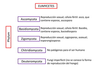 EUMYCETES
Deuteromycota
Ascomycota
Basidiomycota
Zigomycota
Chitridiomycota
Reproducción sexual; célula fértil: asco, que
contiene esporas, ascospora
Reproducción sexual; célula fértil: Basidio,
contiene esporas, basiodiospora
Reproducción sexual; zygosporas, asexual;
esporangiosporas
No patógenos para el ser humano
Fungi imperfecti (no se conoce la forma
de reproducción del hongo)
Phylum
 