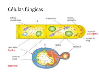 Células fúngicas
Ergosterol
Quitina
Glucógeno
 