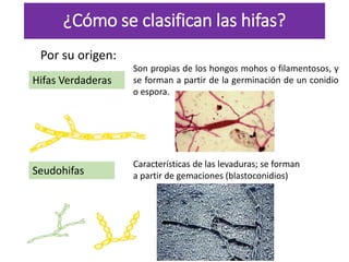 ¿Cómo se clasifican las hifas?
Seudohifas
Hifas Verdaderas
Son propias de los hongos mohos o filamentosos, y
se forman a partir de la germinación de un conidio
o espora.
Características de las levaduras; se forman
a partir de gemaciones (blastoconidios)
Por su origen:
 