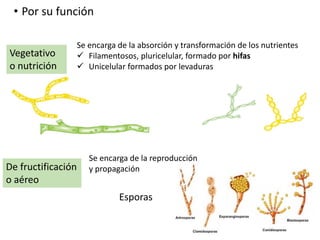 • Por su función
Vegetativo
o nutrición
De fructificación
o aéreo
Se encarga de la absorción y transformación de los nutrientes
 Filamentosos, pluricelular, formado por hifas
 Unicelular formados por levaduras
Se encarga de la reproducción
y propagación
Esporas
 