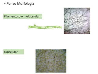 • Por su Morfología
Filamentoso o multicelular
Unicelular
 