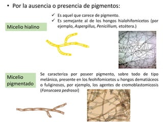 • Por la ausencia o presencia de pigmentos:
Micelio hialino
Micelio
pigmentado
 Es aquel que carece de pigmento.
 Es semejante al de los hongos hialohifomicetos (por
ejemplo, Aspergillus, Penicillium, etcétera.)
Se caracteriza por poseer pigmento, sobre todo de tipo
melánico, presente en los feohifomicetos u hongos dematiáceos
o fuliginosos, por ejemplo, los agentes de cromoblastomicosis
(Fonsecaea pedrosoi)
 