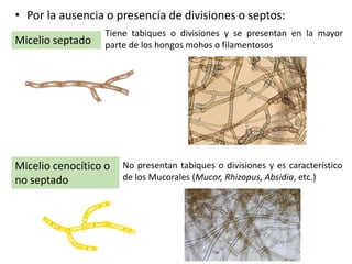 • Por la ausencia o presencia de divisiones o septos:
Micelio septado
Micelio cenocítico o
no septado
Tiene tabiques o divisiones y se presentan en la mayor
parte de los hongos mohos o filamentosos
No presentan tabiques o divisiones y es característico
de los Mucorales (Mucor, Rhizopus, Absidia, etc.)
 