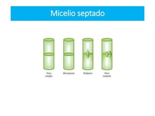 Micelio septado
 