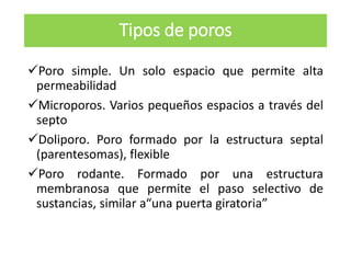 Poro simple. Un solo espacio que permite alta
permeabilidad
Microporos. Varios pequeños espacios a través del
septo
Doliporo. Poro formado por la estructura septal
(parentesomas), flexible
Poro rodante. Formado por una estructura
membranosa que permite el paso selectivo de
sustancias, similar a“una puerta giratoria”
Tipos de poros
 