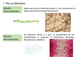 • Por su diámetro:
Micelio
Macrosifonado
Micelio
Microsifonado
Aquel que tiene un diámetro mayor a 1 μm; lo presentan la
mayor parte de los hongos filamentosos
De diámetro menor a 1 μm, es característico de los
actinomicetos o bacterias fi lamentosas (Nocardia,
Streptomyces, etcétera)
 