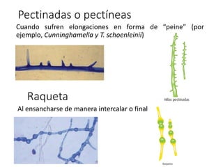 Cuando sufren elongaciones en forma de “peine” (por
ejemplo, Cunninghamella y T. schoenleinii)
Pectinadas o pectíneas
Raqueta
Al ensancharse de manera intercalar o final
 