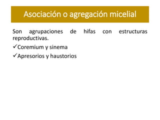 Son agrupaciones de hifas con estructuras
reproductivas.
Coremium y sinema
Apresorios y haustorios
Asociación o agregación micelial
 