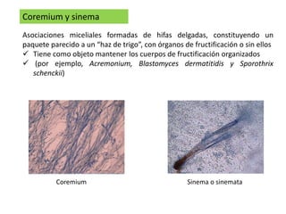 Coremium y sinema
Asociaciones miceliales formadas de hifas delgadas, constituyendo un
paquete parecido a un “haz de trigo”, con órganos de fructificación o sin ellos
 Tiene como objeto mantener los cuerpos de fructificación organizados
 (por ejemplo, Acremonium, Blastomyces dermatitidis y Sporothrix
schenckii)
Coremium Sinema o sinemata
 