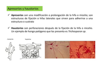 Apresorios y haustorios
 Apresorios son una modificación o prolongación de la hifa o micelio; son
estructuras de fijación o hifas laterales que sirven para adherirse a una
estructura o sustrato
 Haustorios son perforaciones después de la fijación de la hifa o micelio.
Un ejemplo de hongo patógeno que los presenta es Trichosporon sp.
 