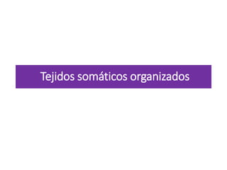 Tejidos somáticos organizados
 