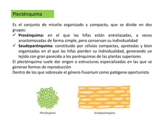 Plecténquima
Es el conjunto de micelio organizado y compacto, que se divide en dos
grupos:
 Prosénquima: en el que las hifas están entrelazadas, a veces
anastomosadas de forma simple, pero conservan su individualidad
 Seudoparénquima: constituido por células compactas, apretadas y bien
organizadas en el que las hifas pierden su individualidad, generando un
tejido con gran parecido a los parénquimas de las plantas superiores
El plecténquima suele dar origen a estructuras especializadas en las que se
generan formas de reproducción
Dentro de los que sobresale el género Fusarium como patógeno oportunista
 