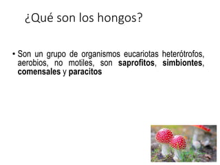¿Qué son los hongos?
• Son un grupo de organismos eucariotas heterótrofos,
aerobios, no motiles, son saprofitos, simbiontes,
comensales y paracitos
 