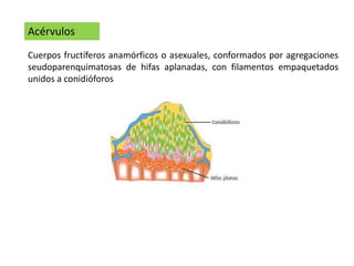 Acérvulos
Cuerpos fructíferos anamórficos o asexuales, conformados por agregaciones
seudoparenquimatosas de hifas aplanadas, con filamentos empaquetados
unidos a conidióforos
 