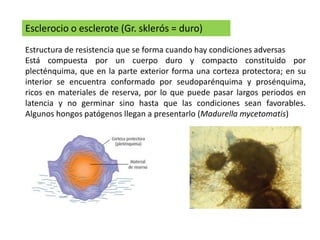 Esclerocio o esclerote (Gr. sklerós = duro)
Estructura de resistencia que se forma cuando hay condiciones adversas
Está compuesta por un cuerpo duro y compacto constituido por
plecténquima, que en la parte exterior forma una corteza protectora; en su
interior se encuentra conformado por seudoparénquima y prosénquima,
ricos en materiales de reserva, por lo que puede pasar largos periodos en
latencia y no germinar sino hasta que las condiciones sean favorables.
Algunos hongos patógenos llegan a presentarlo (Madurella mycetomatis)
 