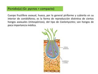 Picnidio(a) (Gr. pycnos = compacto)
Cuerpo fructífero asexual, hueco, por lo general piriforme y cubierto en su
interior de conidióforos; es la forma de reproducción distintiva de ciertos
hongos asexuales (mitospóricos), del tipo de Coelomycetes; son hongos de
poca importancia médica.
 