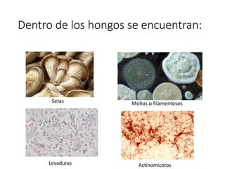 Dentro de los hongos se encuentran:
Setas Mohos o filamentosos
Levaduras Actinomicetos
 