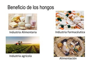 Beneficio de los hongos
Industria Alimentaria Industria Farmacéutica
Industria agrícola
Alimentación
 
