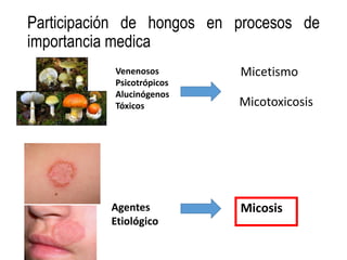 Participación de hongos en procesos de
importancia medica
Micetismo
Venenosos
Psicotrópicos
Alucinógenos
Tóxicos Micotoxicosis
Agentes
Etiológico
Micosis
 