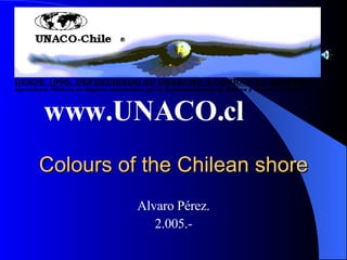 Colours of the Chilean shore ,[object Object],[object Object],www.UNACO.cl 