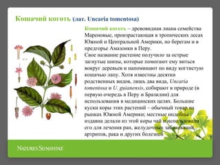Кошачий коготь НСП | PPT
