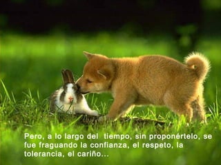 Pero, a lo largo del  tiempo, sin proponértelo, se fue fraguando la confianza, el respeto, la tolerancia, el cariño... 