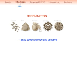 FITOPLÀNCTON
‣ Base cadena alimentària aquàtica
Objectius Introducció Campanya STRATIPHYT Mesures al mar Conclusions
 