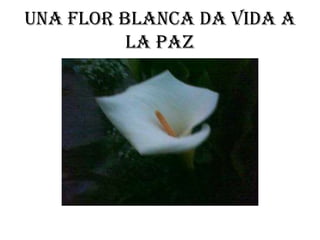 Una flor blanca da vida a
          la paz
 
