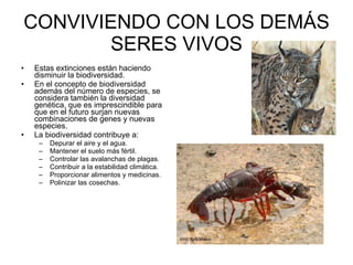 CONVIVIENDO CON LOS DEMÁS SERES VIVOS Estas extinciones están haciendo disminuir la biodiversidad.  En el concepto de biodiversidad además del número de especies, se considera también la diversidad genética, que es imprescindible para que en el futuro surjan nuevas combinaciones de genes y nuevas especies.  La biodiversidad contribuye a: Depurar el aire y el agua.  Mantener el suelo más fértil.  Controlar las avalanchas de plagas.  Contribuir a la estabilidad climática.  Proporcionar alimentos y medicinas.  Polinizar las cosechas.  