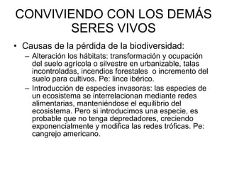 CONVIVIENDO CON LOS DEMÁS SERES VIVOS Causas de la pérdida de la biodiversidad: Alteración los hábitats: transformación y ocupación del suelo agrícola o silvestre en urbanizable, talas incontroladas, incendios forestales  o incremento del suelo para cultivos. Pe: lince ibérico. Introducción de especies invasoras: las especies de un ecosistema se interrelacionan mediante redes alimentarias, manteniéndose el equilibrio del ecosistema. Pero si introducimos una especie, es probable que no tenga depredadores, creciendo exponencialmente y modifica las redes tróficas. Pe: cangrejo americano. 