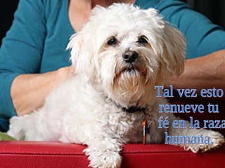 Tal vez esto  renueve tu fé en la raza  humana.  