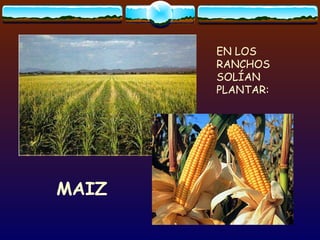 EN LOS RANCHOS SOLÍAN PLANTAR: MAIZ 
