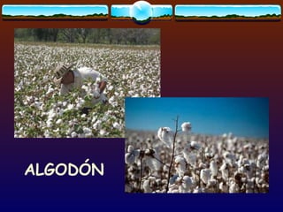 ALGODÓN 