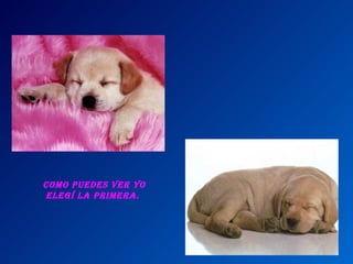 Como puedes ver yo elegí la primera.