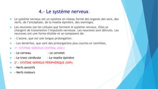 4.- Le système nerveux.
 Le système nerveux est un système en réseau formé des organes des sens, des
nerfs, de l’encéphale, de la moelle épinière, des meninges.
 Les neurones son les cellules que forment le système nerveux. Elles se
chargent de transmettre l’impulsión nerveuse. Les neurones sont détruits. Les
neurones ont une forme étoilée et se composent de:
 - L’axone, que est une longue prolongation.
 - Les dendrites, que sont des prolongations plus courtes et ramifiées.
 1º- SYSTÈME NERVEUX CENTRAL (SNC):
 - Le cerveau - Le cervelet
 - Le tronc cérébrale - Le moelle épinière
 2º.- SYSTÈME NERVEUX PÉRIPHÉRIQUE (SNP):
 - Nerfs sensitifs
 - Nerfs moteurs
 
