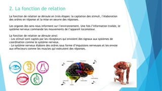 2. La fonction de relation
La fonction de relation se déroule en trois étapes: la captation des stimuli, l’élaboration
des ordres en réponse et la mise en oeuvre des réponses.
Les organes des sens nous informent sur l’environnement. Une fois l’information trailée, le
système nerveux commande les mouvements de l’appareil locomoteur.
La fonction de relation se déroule ainsi:
- Les stimuli sont captés par les récepteurs qui envoient des signaux aux systèmes de
coordination comme le système nerveux.
- Le système nerveux élabore des ordres sous forme d’impulsions nerveuses et les envoie
aux effecteurs comme les muscles qui exécutent des réponses.
 
