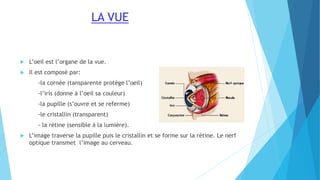 LA VUE
 L’oeil est l’organe de la vue.
 Il est composé par:
-la cornée (tansparente protège l’oeil)
-l’iris (donne à l’oeil sa couleur)
-la pupille (s’ouvre et se referme)
-le cristallin (transparent)
- la rétine (sensible á la lumière).
 L’image traverse la pupille puis le cristallin et se forme sur la rétine. Le nerf
optique transmet l’image au cerveau.
 