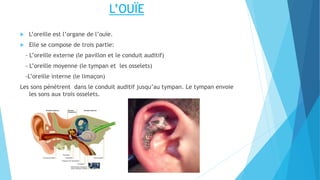 L’OUÏE
 L’oreille est l’organe de l’ouïe.
 Elle se compose de trois partie:
- L’oreille externe (le pavillon et le conduit auditif)
- L’oreille moyenne (le tympan et les osselets)
-L’oreille interne (le limaçon)
Les sons pénètrent dans le conduit auditif jusqu’au tympan. Le tympan envoie
les sons aux trois osselets.
 
