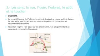 3.- Les sens: la vue, l’ouïe, l’odorat, le goût
et le toucher
 L’ODORAT.
 Le nez est l’organe de l’odorat. La zone de l’odorat se trouve au fond du nez.
Le haut et le fond du nez sont recouverts de petits cils qui captent et
reconnaissent les odeurs.
 Quand on respire, l’air passe sur les cils olfactifs. Ces cils permettent au
cerveau de reconnaître les odeurs.
 