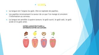  LE GOÛT.
 La langue est l’organe du goût. Elle es tapissée de papilles.
 Les papilles reconnaissent la saveur de ce que l’on mange et envoient
l’information au cerveau.
 La langue est sensible à quatre saveurs: le goût sucré, le goût salé, le goût
acide et le goût amer.
 