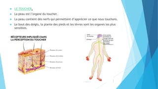  LE TOUCHER.
 La peau est l’organe du toucher.
 La peau contient des nerfs qui permettent d’apprécier ce que nous touchons.
 Le bout des doigts, la plante des pieds et les lèvres sont les organes les plus
sensibles.
 