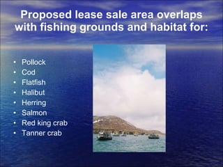 Proposed lease sale area overlaps with fishing grounds and habitat for: Pollock Cod Flatfish Halibut Herring Salmon Red king crab Tanner crab 
