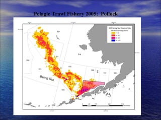 Pelagic Trawl Fishery 2005:  Pollock 