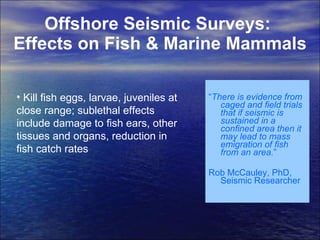 Offshore Seismic Surveys:  Effects on Fish & Marine Mammals “ There is evidence from caged and field trials that if seismic is sustained in a confined area then it may lead to mass emigration of fish from an area. ”  Rob McCauley, PhD, Seismic Researcher Kill fish eggs, larvae, juveniles at close range; sublethal effects include damage to fish ears, other tissues and organs, reduction in fish catch rates 