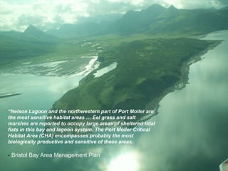 “ Nelson Lagoon and the northwestern part of Port Moller are the most sensitive habitat areas … Eel grass and salt marshes are reported to occupy large areas of sheltered tidal flats in this bay and lagoon system. The Port Moller Critical Habitat Area (CHA) encompasses probably the most biologically productive and sensitive of these areas.  -  Bristol Bay Area Management Plan [i] Bristol Bay Area Management Plan  