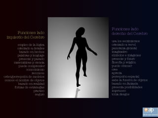 Funciones lado izquierdo del Cerebro empleo de la lógica orientado a detalles basado en hechos palabras y lenguaje presente y pasado matemáticas y ciencia puede comprender conocimiento reconoce orden/percepción de modelos conoce el nombre de objetos basado en realidad formas de estrategias practico seguro Funciones lado derecho del Cerebro usa los sentimientos orientado a ver el panorama general imaginativo símbolos e imágenes presente y futuro filosofía y religión puede obtener cree aprecia percepción espacial sabe la función de objetos basado en fantasía presenta posibilidades impetuoso toma riesgos  