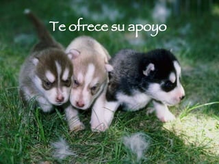 Te ofrece su apoyo  