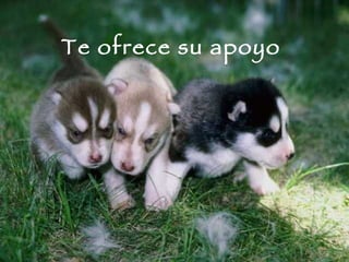 Te ofrece su apoyo