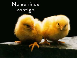 No se rinde
contigo
 